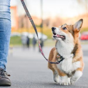 Dog walking